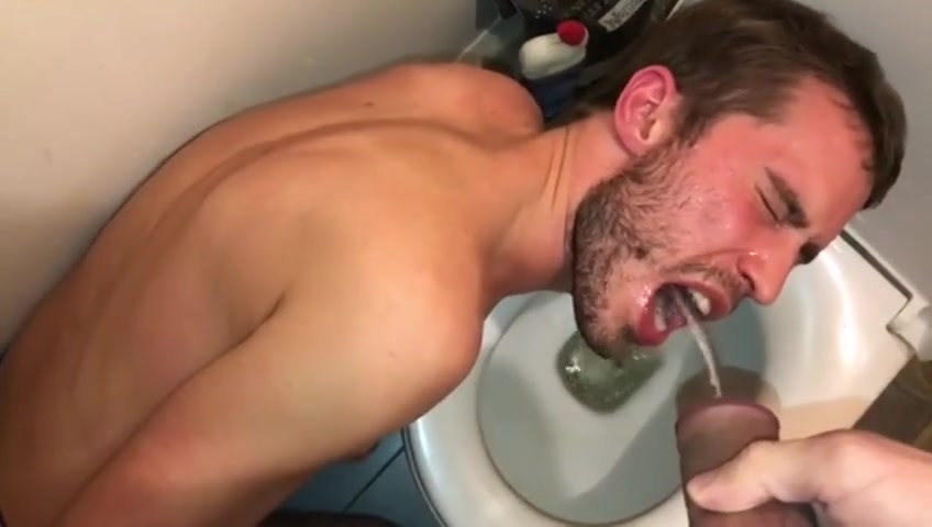 Piss pig drinking over toilet