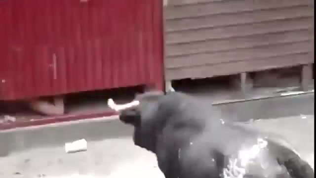 Pantsed By Bull