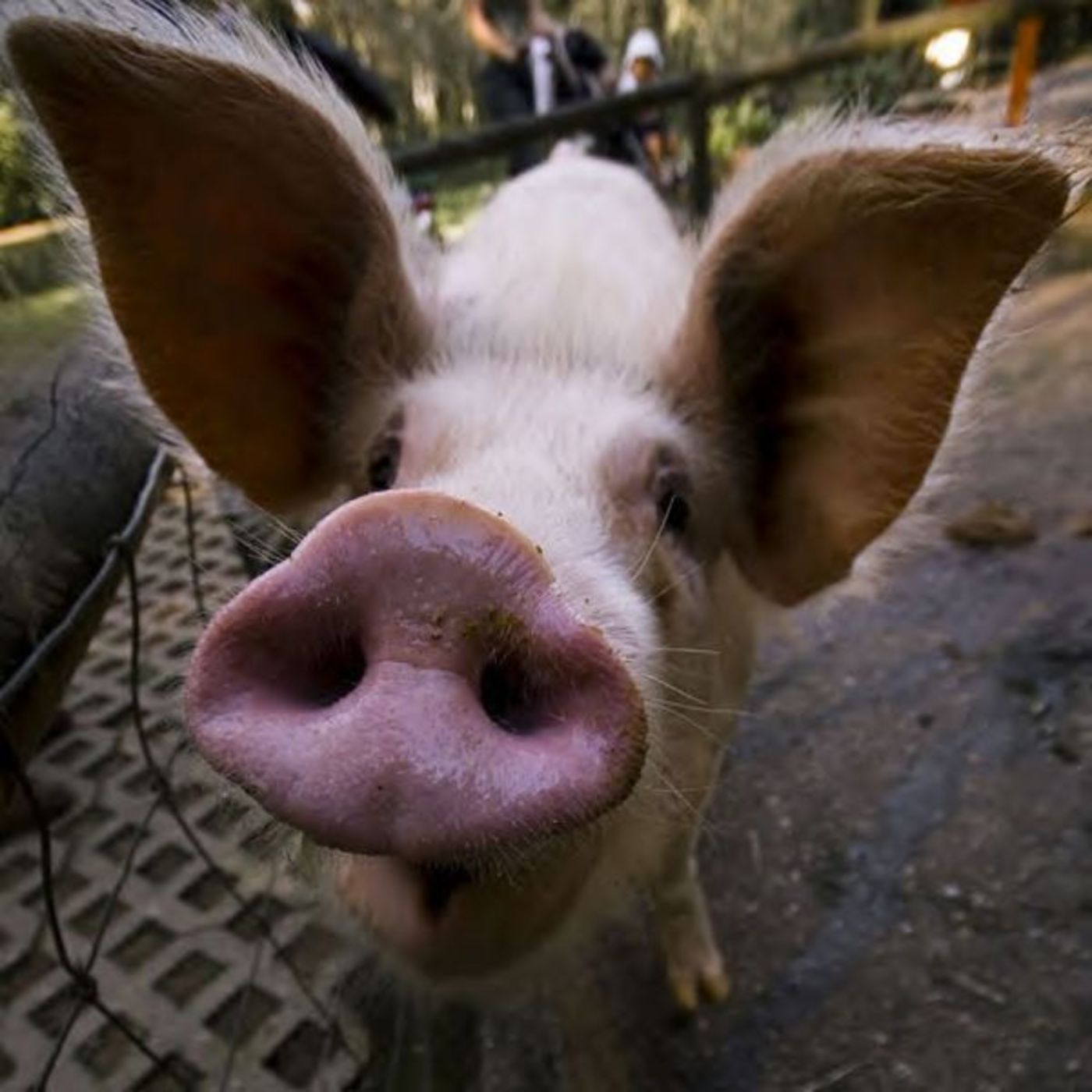 Video: Pigs group breeding party. Bareback cummy hole insemination -  ThisVid.com