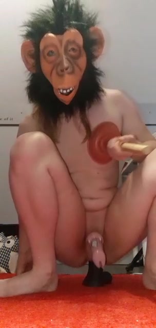 Dumb monkey playing with dildo and plungers