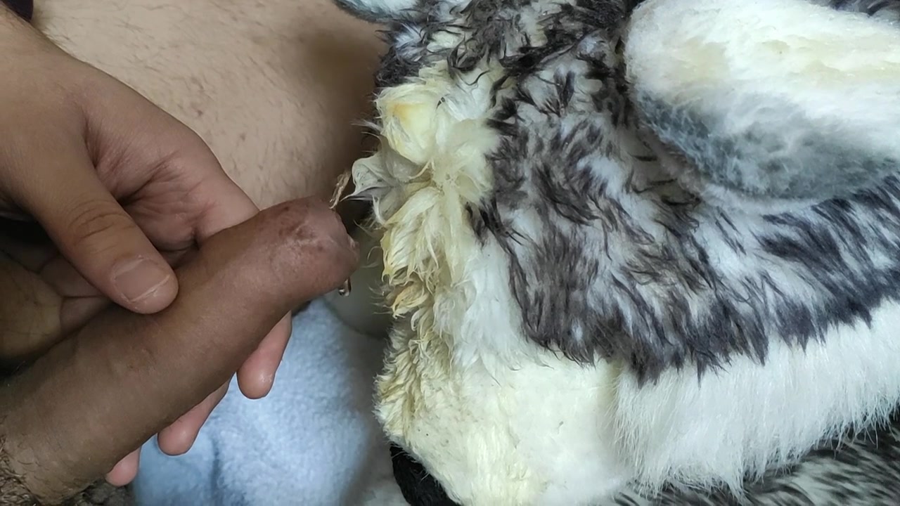 Morning Pee on Husky Plushie