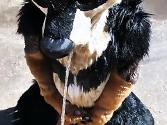 another fursuit piss video