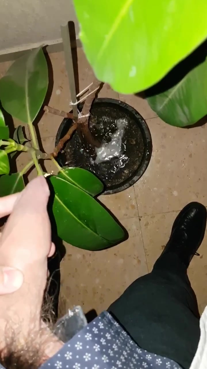 Watering plants - Regando plantas