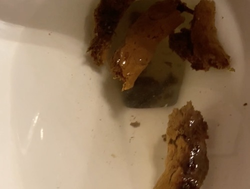 Shit Logs Drop in the Bowl