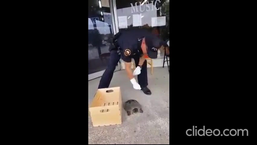 Cop VS turtle LOL