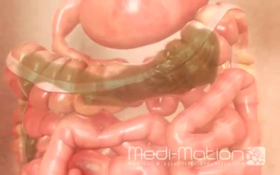 Digestion Porn