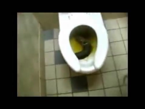 Classic: Black girl drops HUGE turd in lady's restroom
