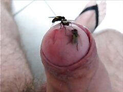 flies - video 4