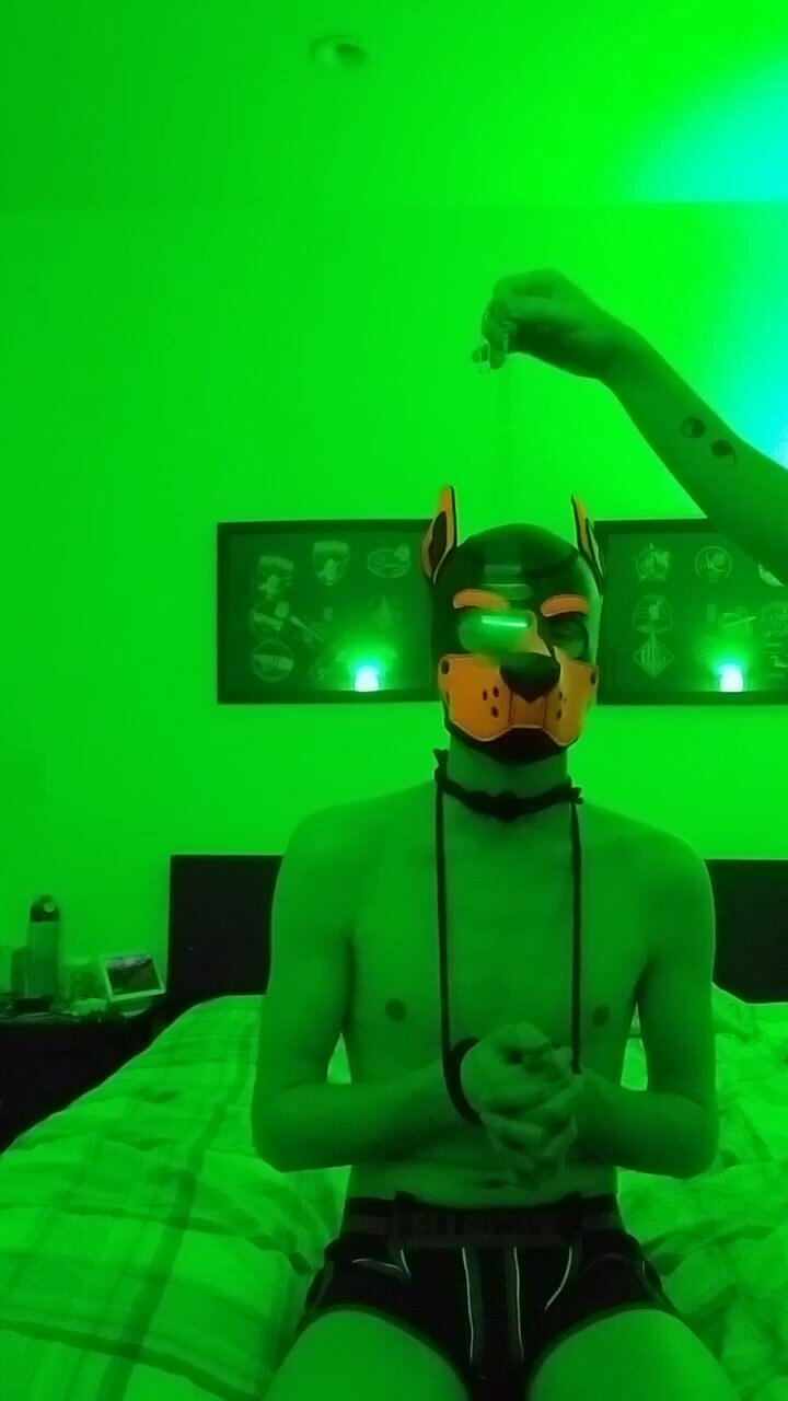 Hypothesized pup obeying master