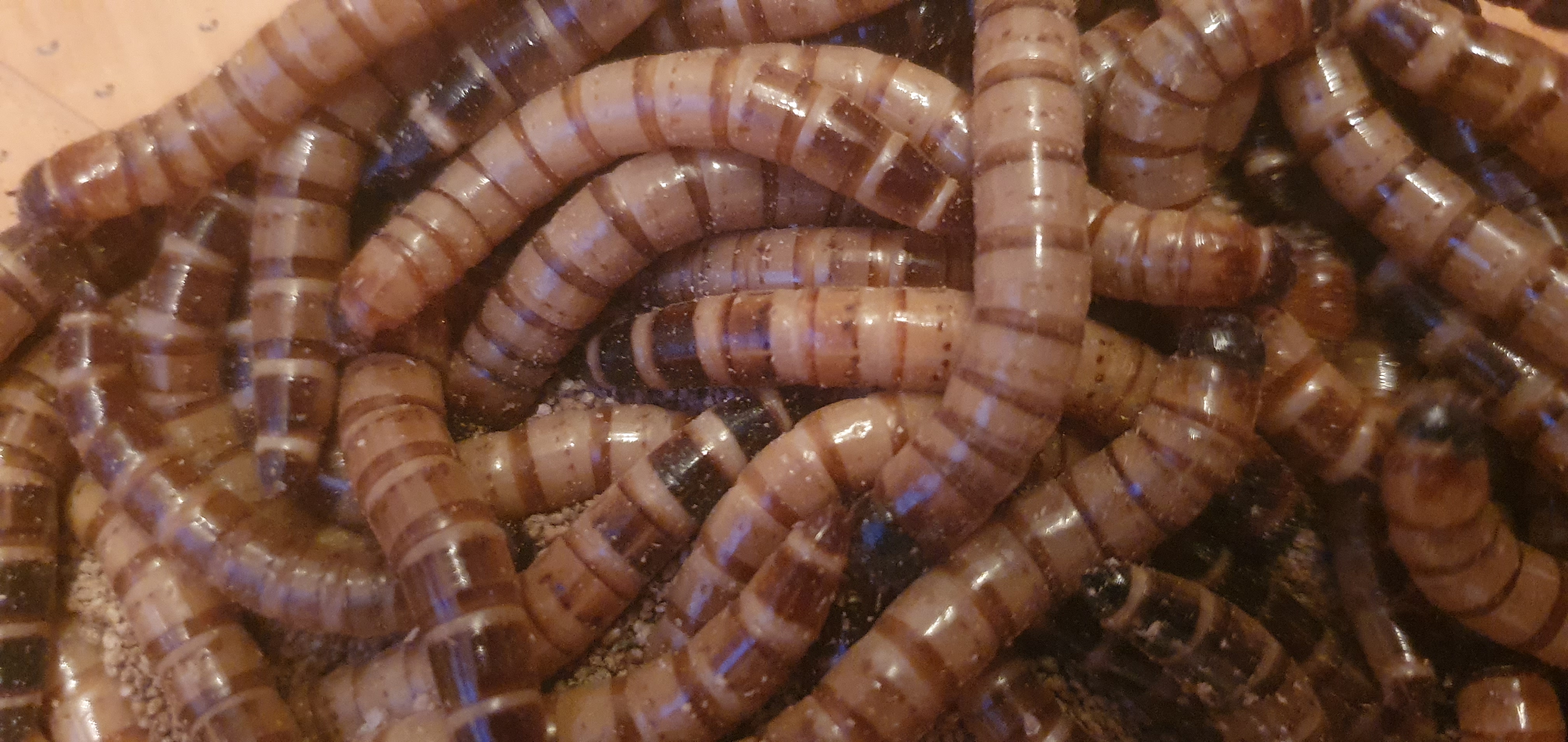Mehlworms