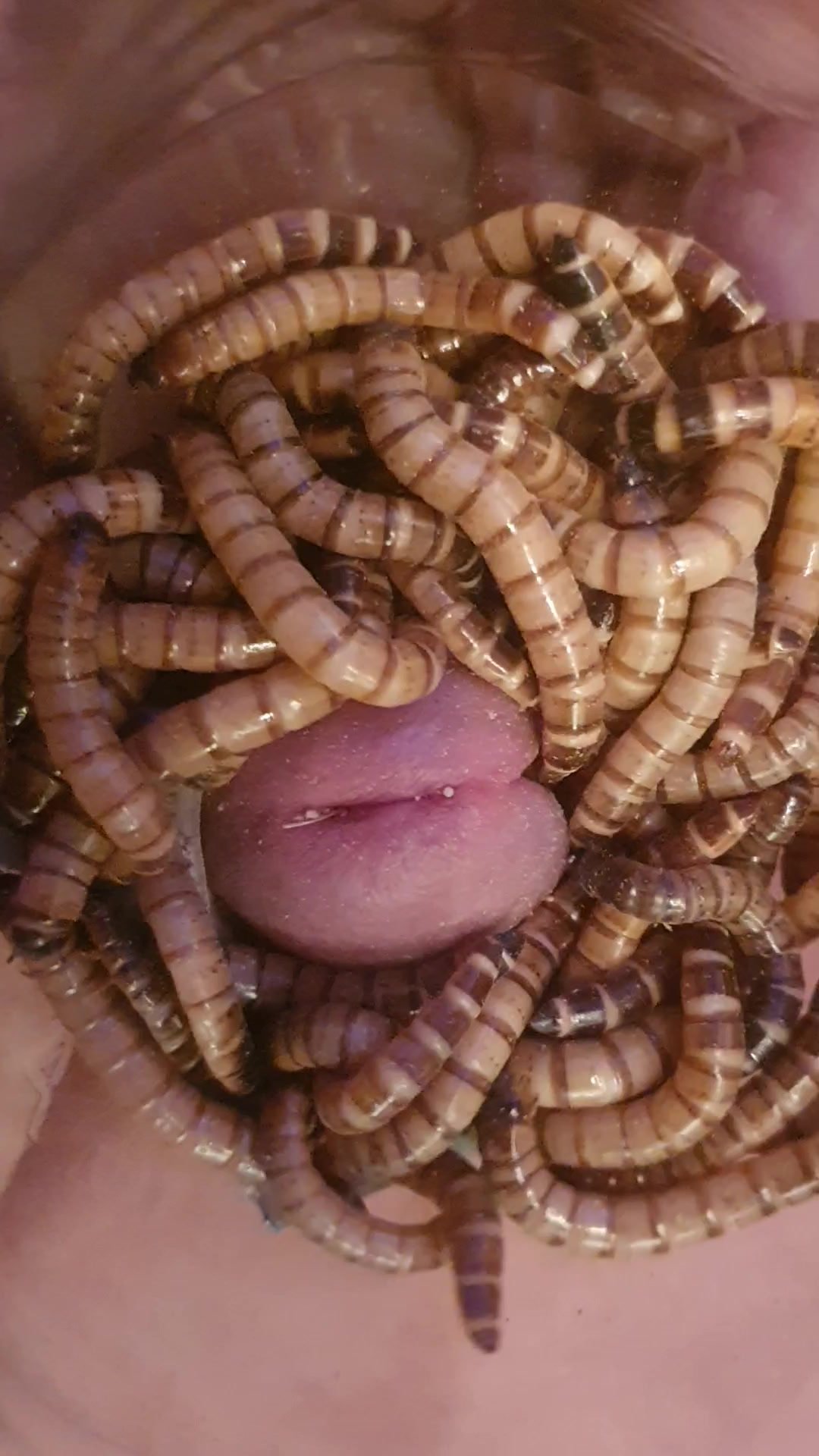 Worms bite