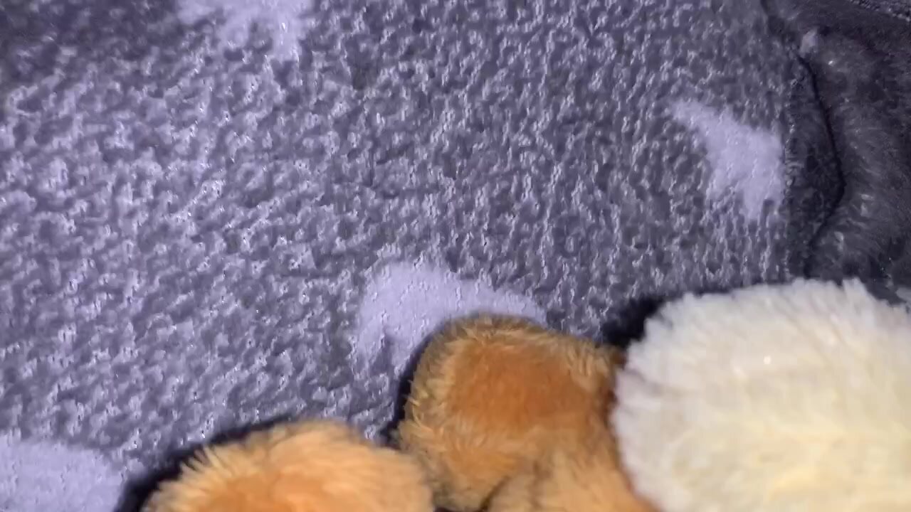 You and my eevee plush are trapped inside my plush pajama pants -  ThisVid.com Türkçe