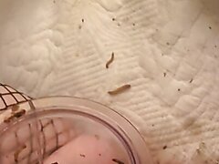 Barbie Stuffing Her Useless Ruined Cunt With Worms