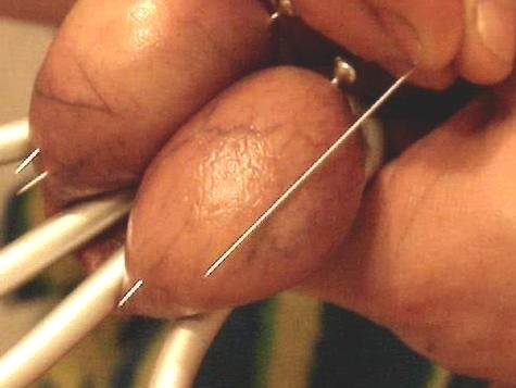 Testicle needles - Hoden nadeln