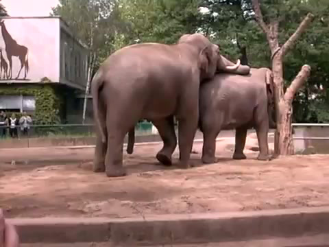 Elephants have sex at the zoo