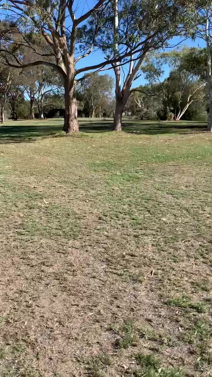 Cock Out At Park