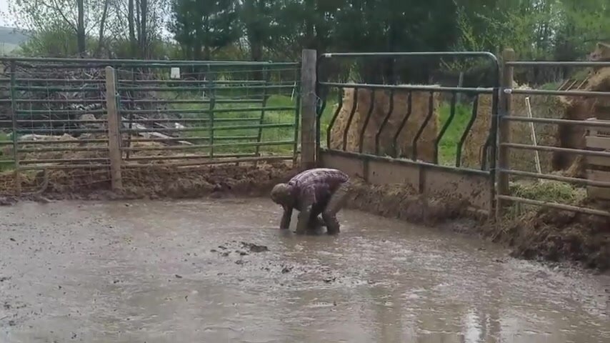 Muddy at farm