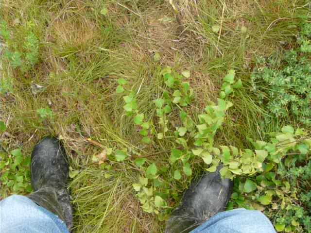 Small birch against rubber boots