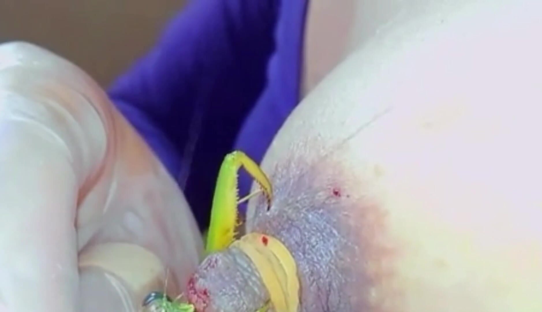 Mantis eating a nipple