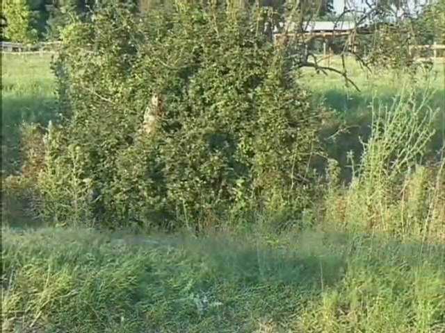 Fucking In The Outdoors I