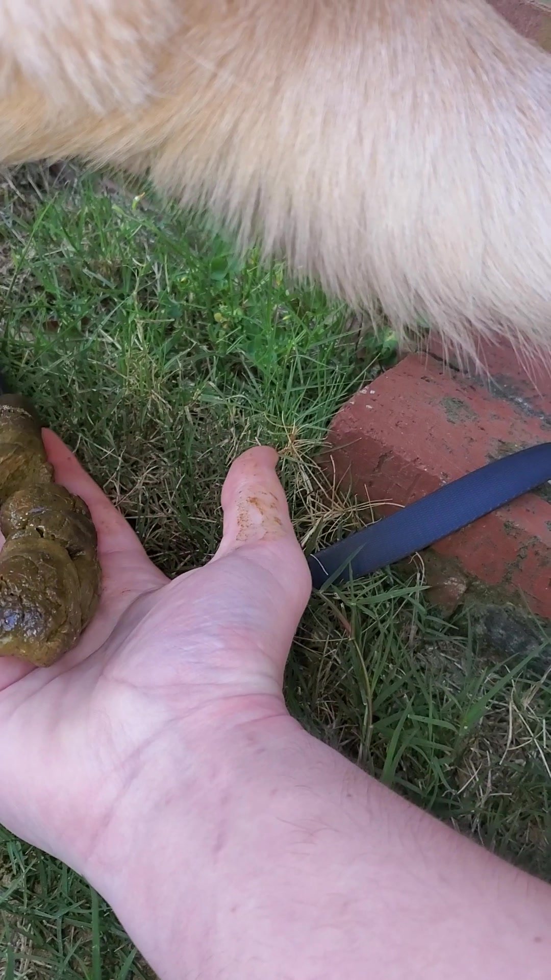 Animal poop porn