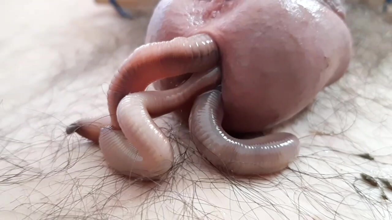 3 fat Worms in cock