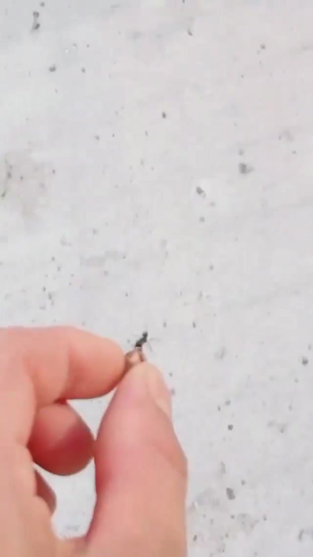 Crush cricket ants