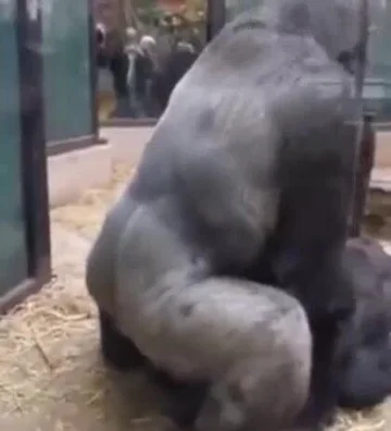 360px x 396px - Sex at the zoo - ThisVid.com