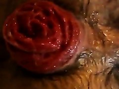 beautiful hairy rosebud