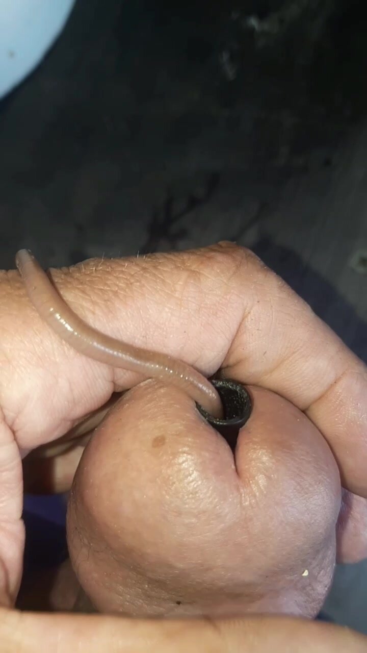 Little worm in cock