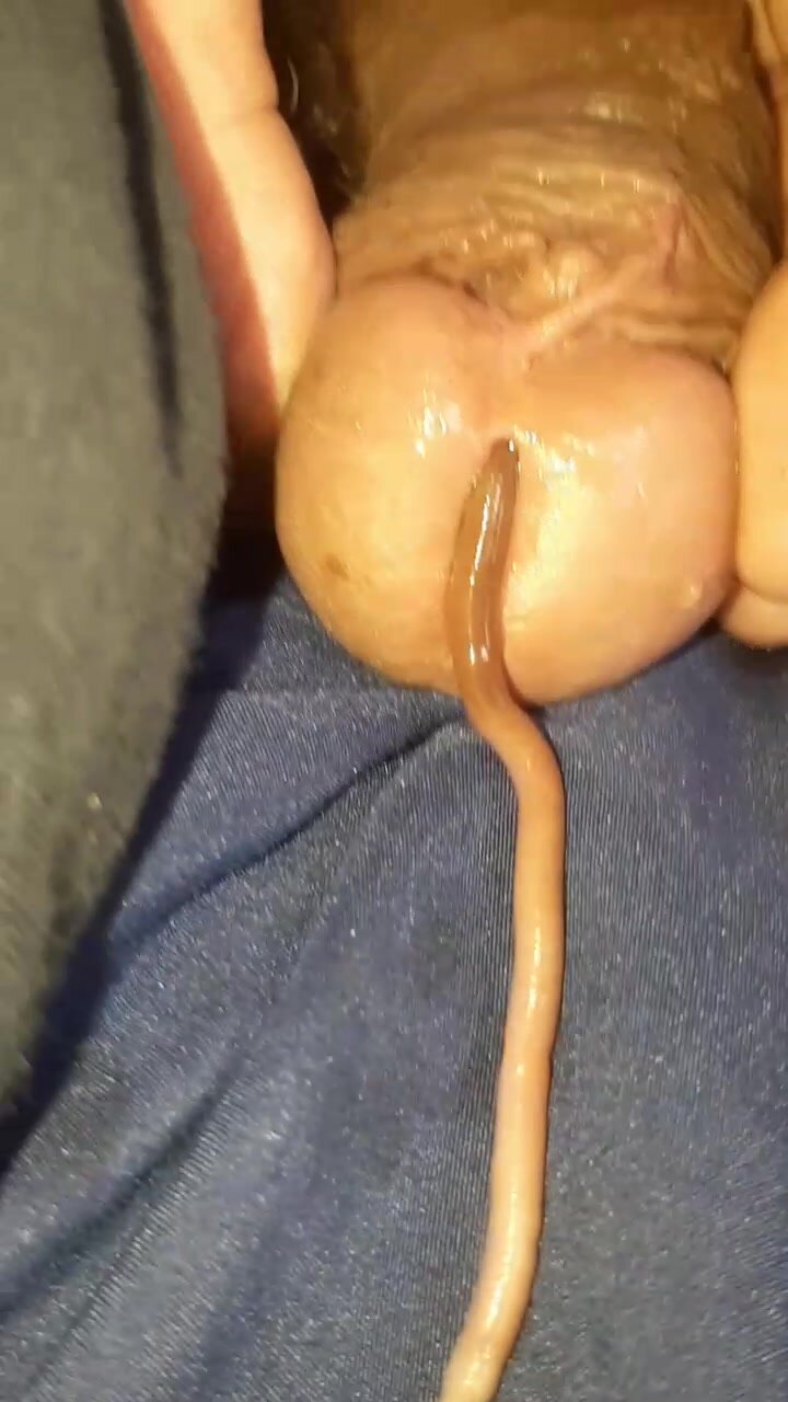 A second worm in cock