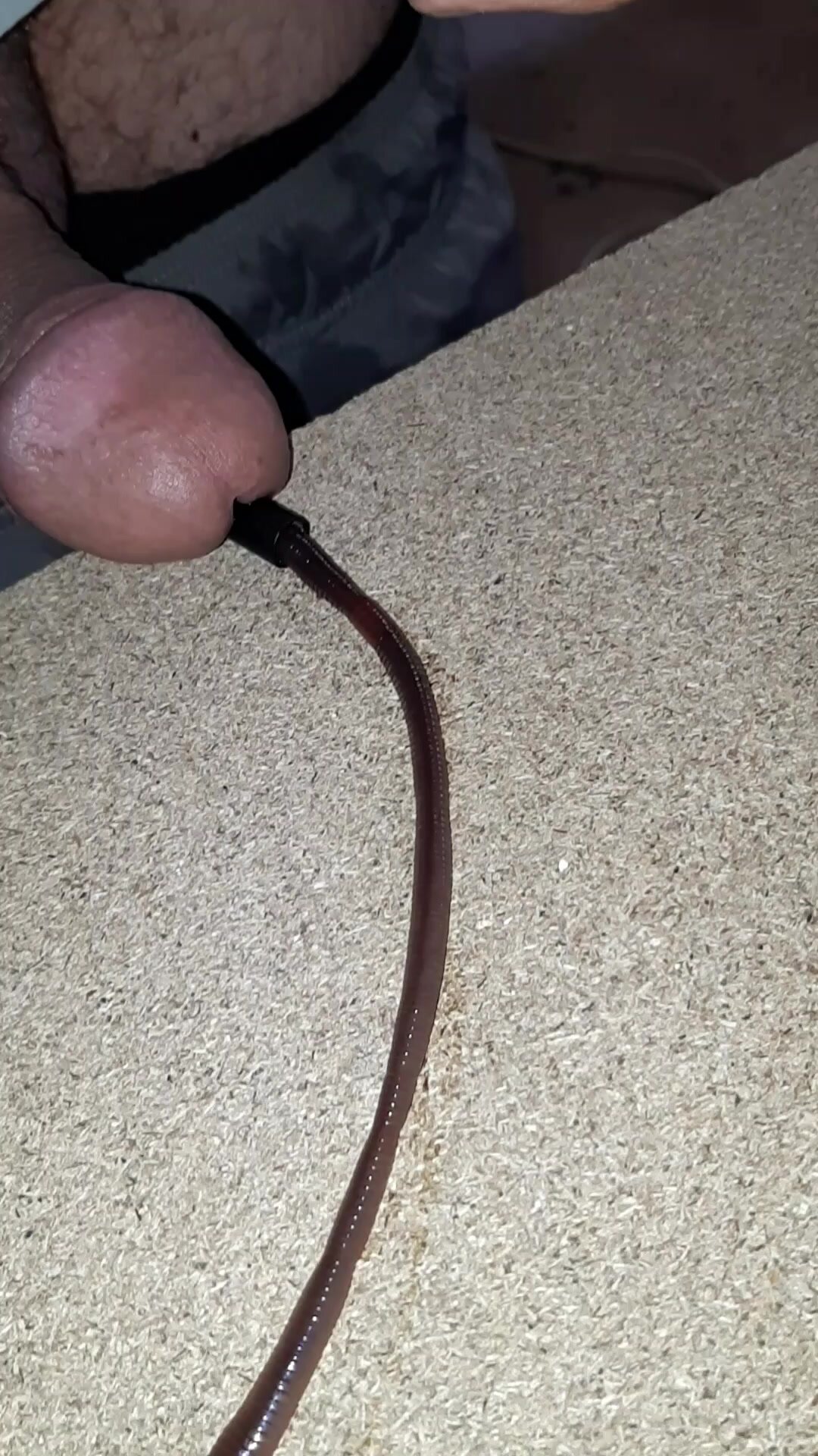 Fat worm enter in my cock