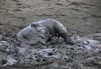 Sinking in mud in rubber wetsuit