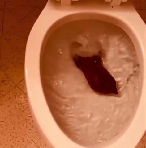 Clogged Toilet 2