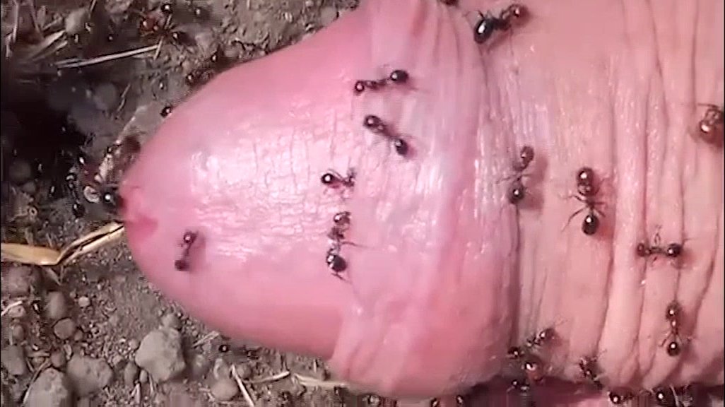 ants - massive attack on small cock