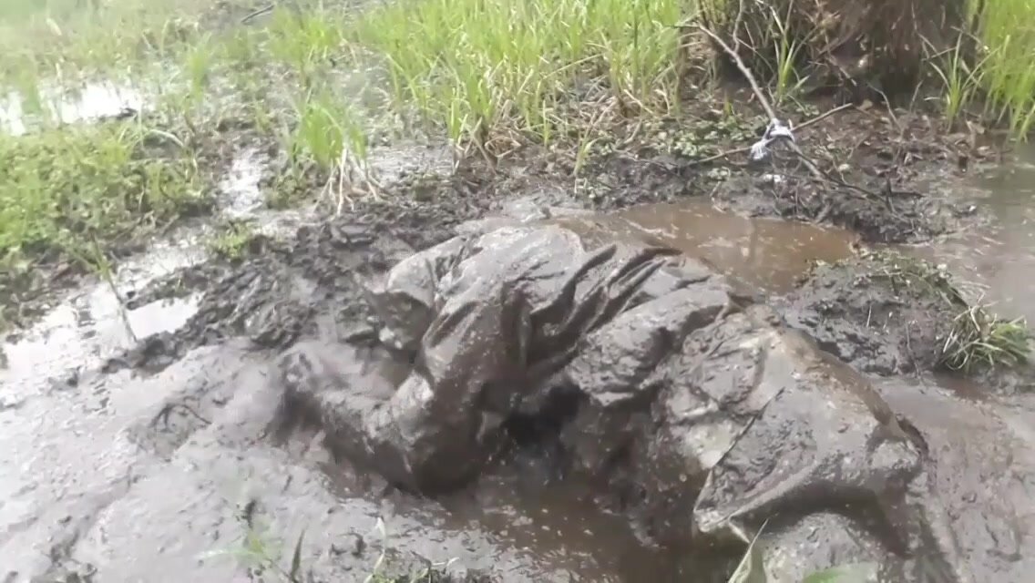 Full Zodiak in mud