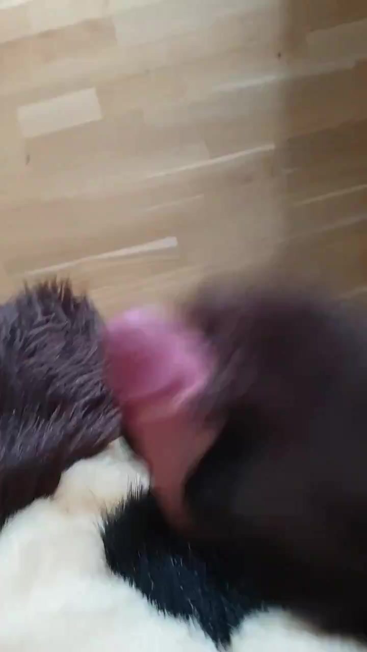 deer cum