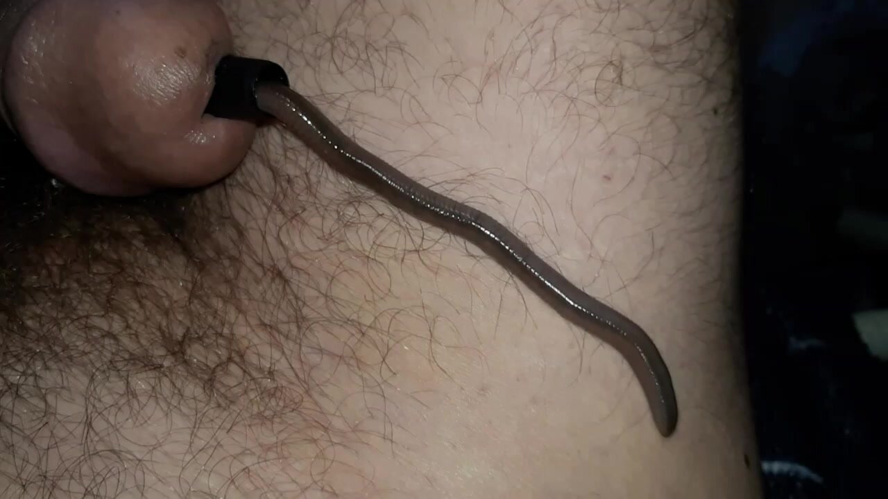 a worm disappears in my cock