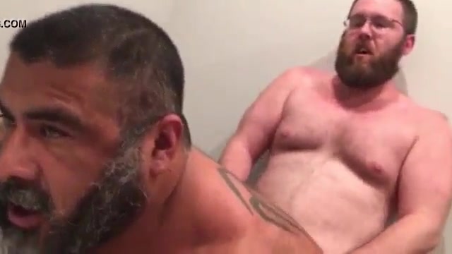 ursos transando gostoso