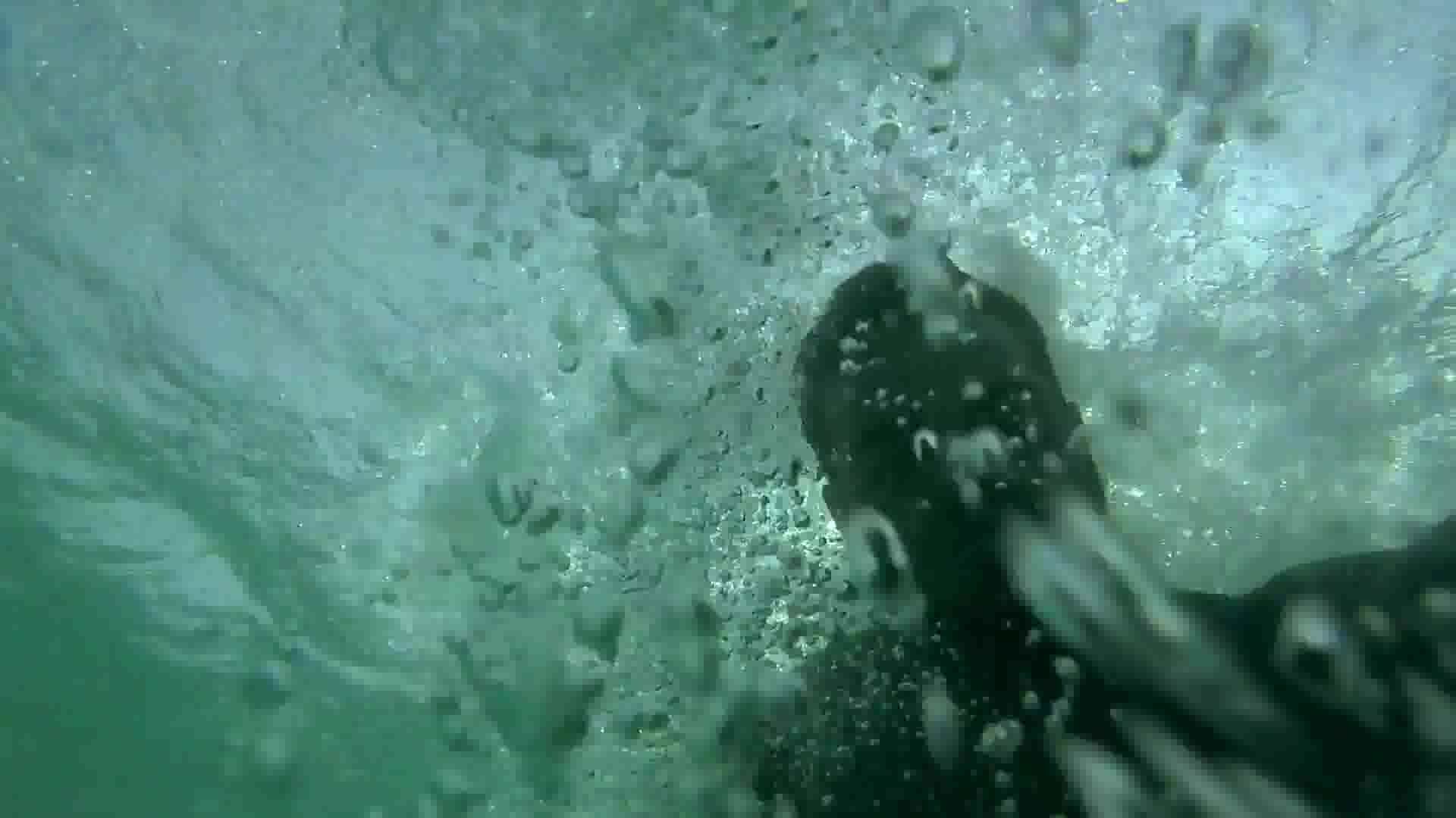 Barefaced cutie diving underwater in sea