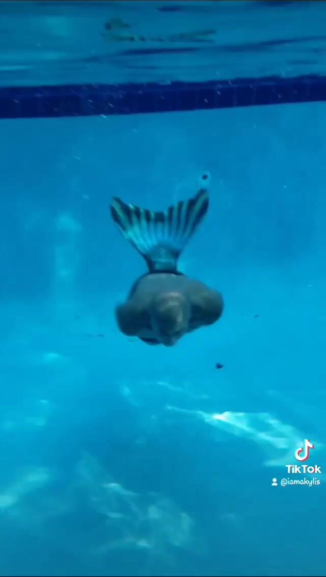 Underwater barefaced bald merman - video 2