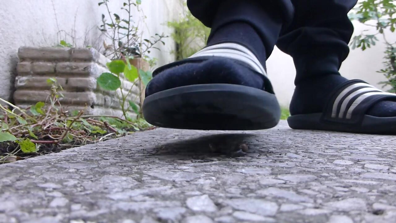 Snail Vs slides with socks