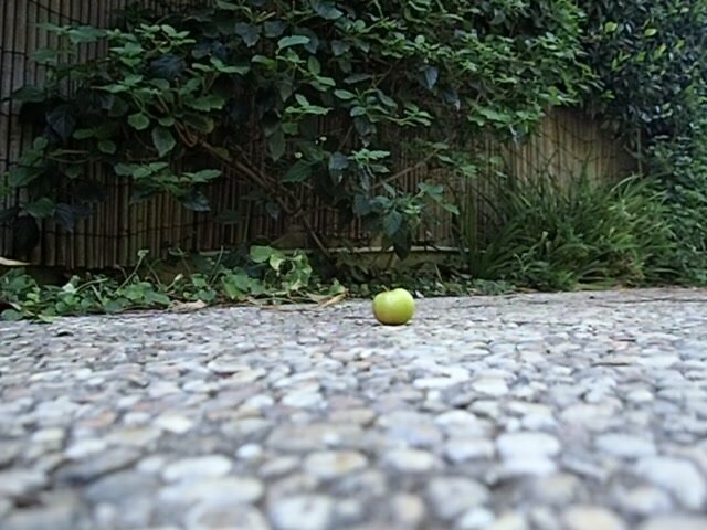 jogging on the little apple