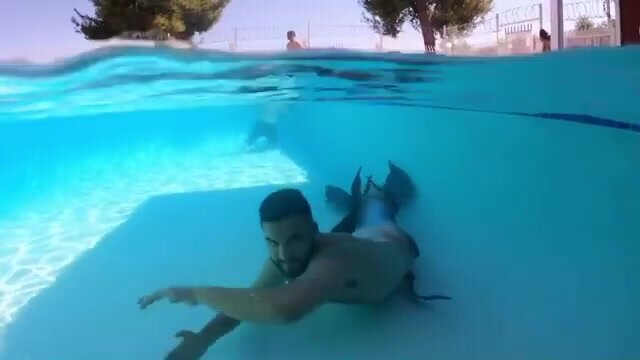 Bearded barefaced merman underwater in pool