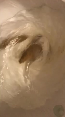 Poopie flush - video 3