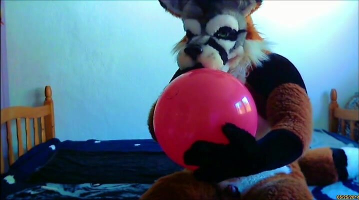 Horny Fox Humps a balloon