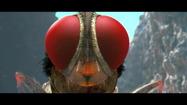 A shrunken fly voyeur...