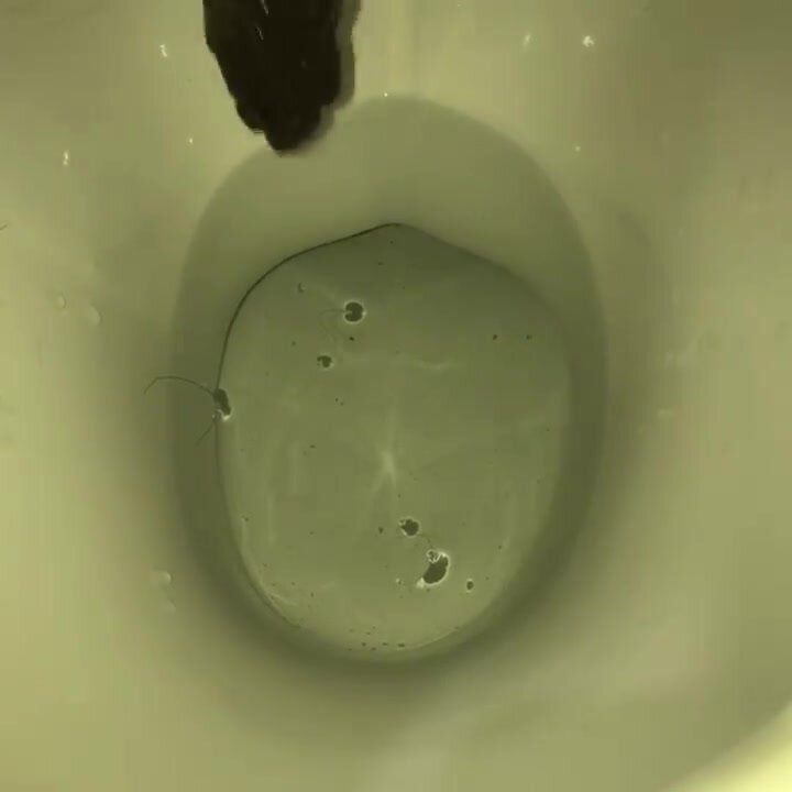 My girlfriend's poop 10