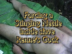 Forcing a stinging nettle inside slave Renne's cock