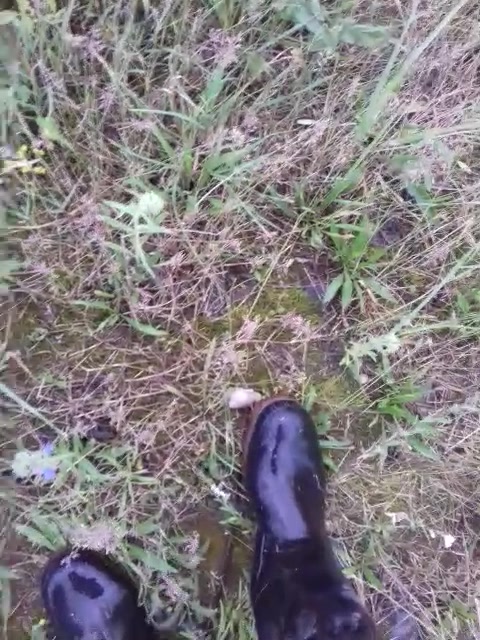 Snailcrush